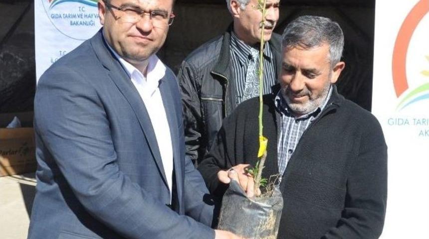 Aksaray&rsquo;da &Ccedil;ift&ccedil;ilere 10 Bin 100 Adet Meyve Fidanı Dağıtıldı