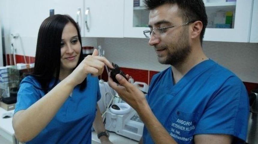 Kadın G&ouml;z&uuml;nden &lsquo;veteriner Hekimliği&rsquo;