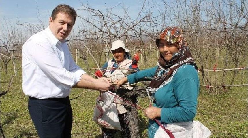 Ak Partili Necip Filiz, Kadınlar G&uuml;n&uuml;&rsquo;n&uuml; Tarlada Kutladı