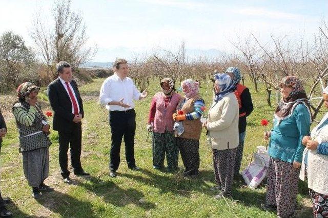 Ak Partili Necip Filiz, Kadınlar Günü’nü Tarlada Kutladı