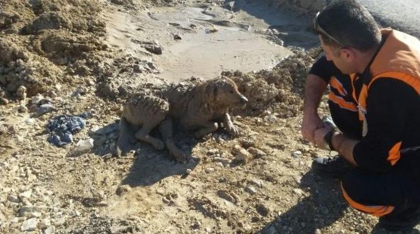 &Ccedil;amura Saplanan K&ouml;peği Afad Kurtardı