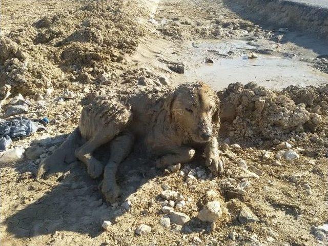 Çamura Saplanan Köpeği Afad Kurtardı