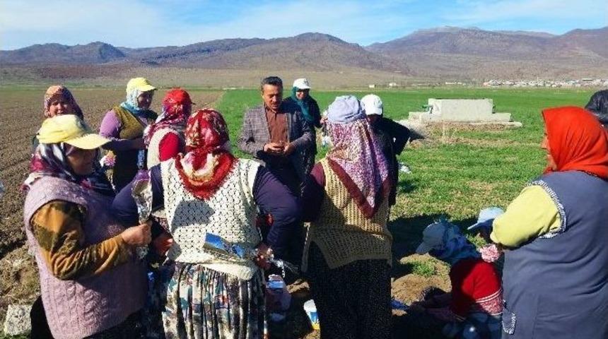 Başkan Tutal, Haşhaş Tarlasında Kadın &Ccedil;apacıları Ziyaret Etti