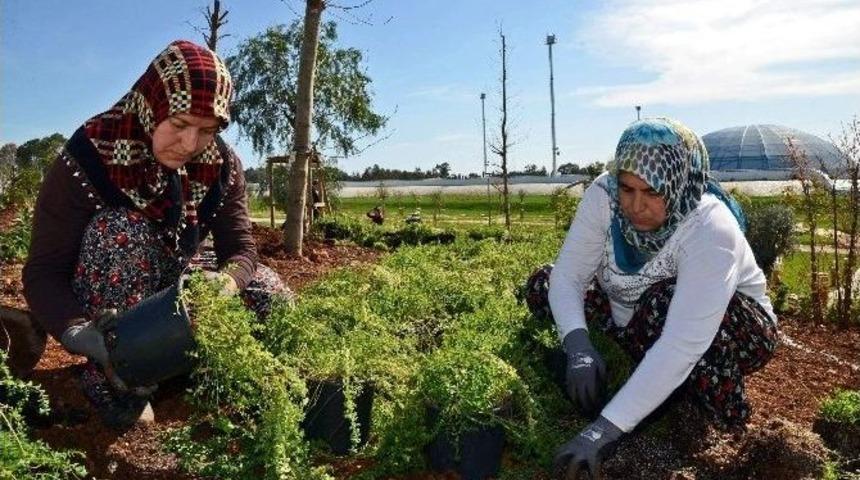 Expo Tepesine 68 T&uuml;r Tıbbi Ve Aromatik Bitki Dikiliyor