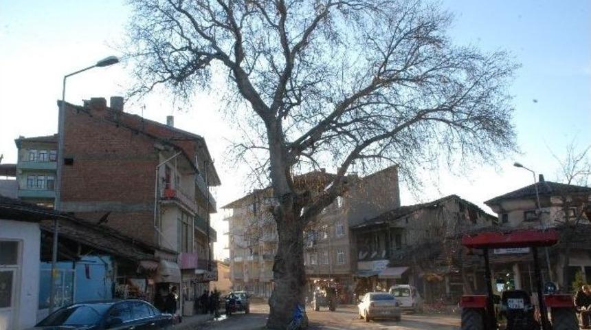 Yol Ortasında Kalan Anıt &Ccedil;ınar Ağacı