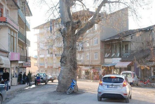 Yol Ortasında Kalan Anıt Çınar Ağacı 1