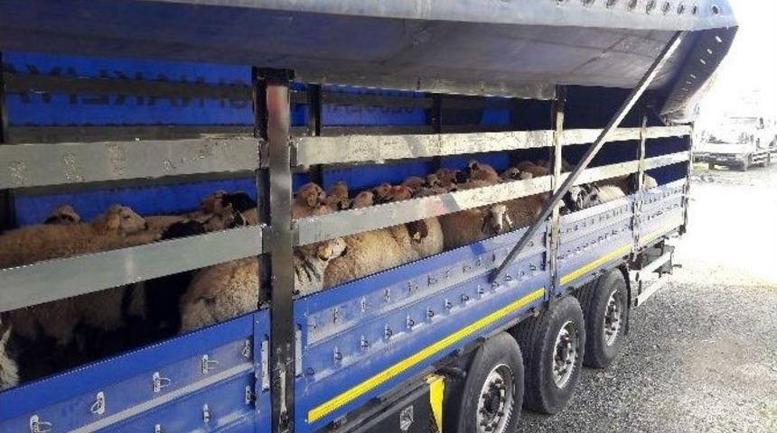 Hatay&rsquo;da 4 Tır Ka&ccedil;ak Hayvan Ele Ge&ccedil;irildi