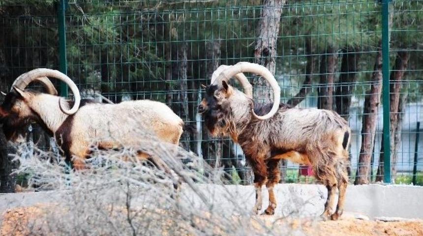 &Uuml;niversite Doğal Yaşam Parkının Yeni &Uuml;yeleri