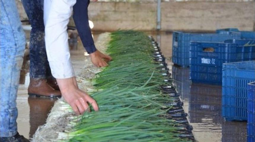 Beypazarı&rsquo;nda Sebze Sezonu A&ccedil;ıldı