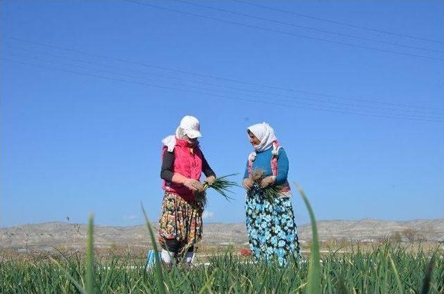 Beypazarı’nda Sebze Sezonu Açıldı