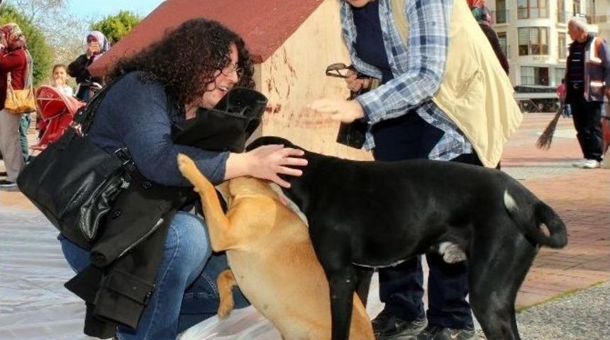 Mayder&rsquo;den Kedi, K&ouml;pek Ve Kuş Evleri