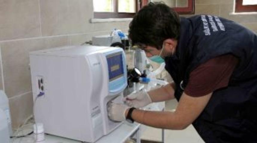 Sokak Hayvanlarına 7 Yıldızlı Bakımevi