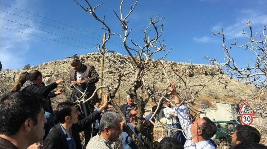 Antepfıstığında Entegre M&uuml;cadelesi Eğitimi Verildi