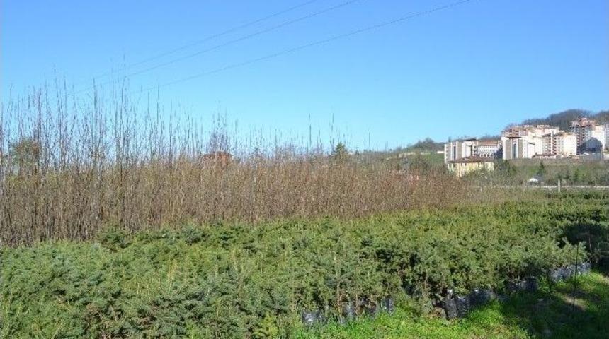 Ordu&rsquo;da 13 Yılda 16 Milyon Fidan Dikildi