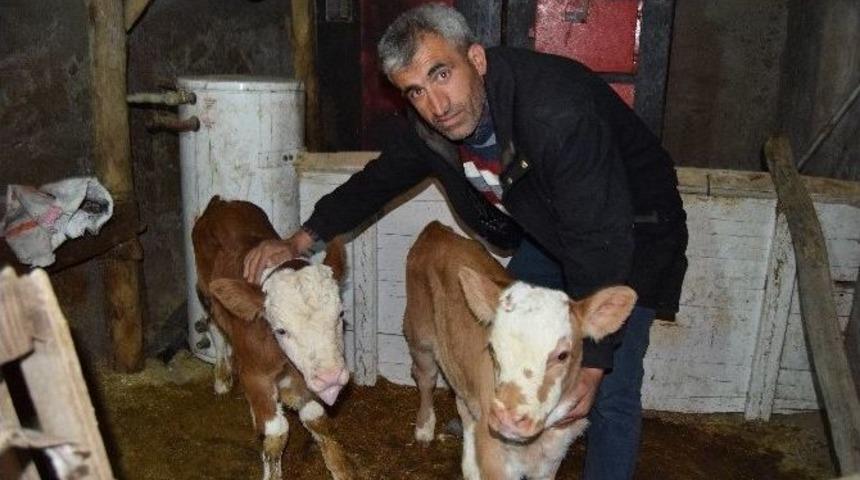 İkiz Doğan Buzağılara Hasip İle Nasip İsimleri Konuldu