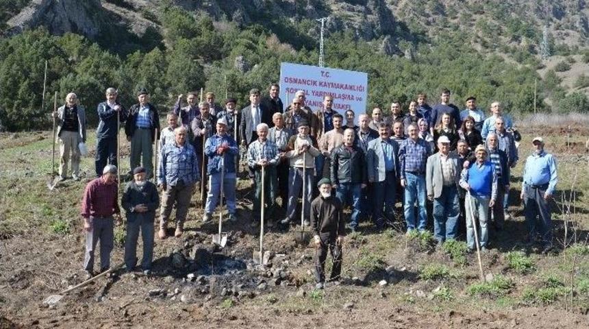 Osmancık&rsquo;ta 110 Ceviz Fidanı Toprakla Buluştu