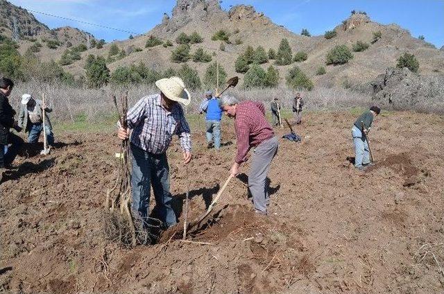 Osmancık&rsquo;ta 110 Ceviz Fidanı Toprakla Buluştu 1