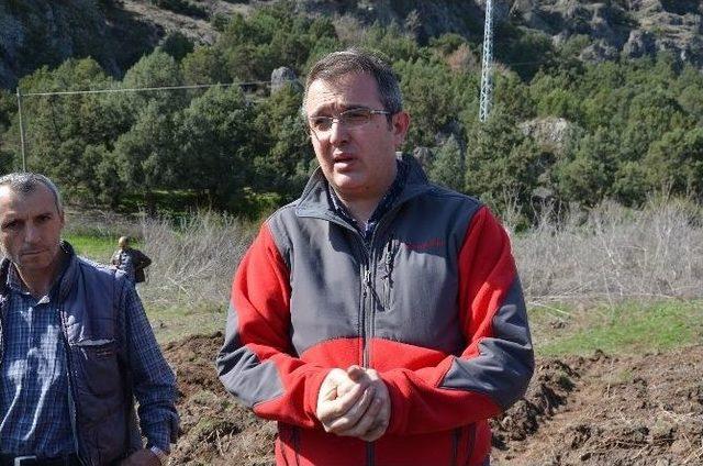 Osmancık&rsquo;ta 110 Ceviz Fidanı Toprakla Buluştu 2