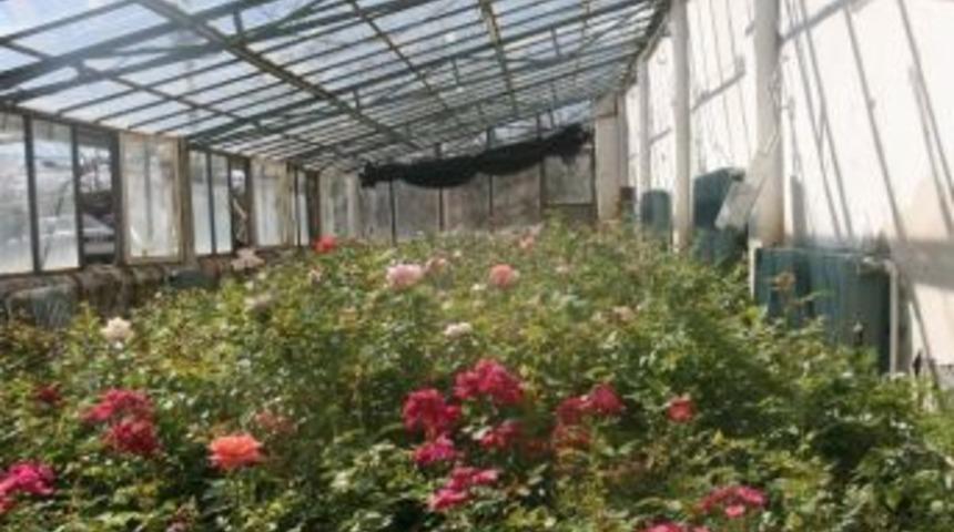 Y&uuml;z Binlerce &Ccedil;i&ccedil;ek Toprakla Buluşturulacak