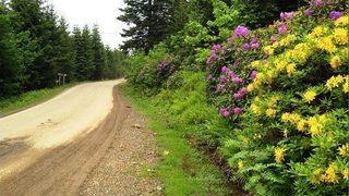 Ordu’da 5 Bal Ormanı Kuruldu