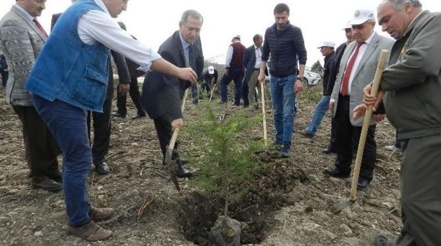 Oksijen İ&ccedil;in Fidan Diktiler