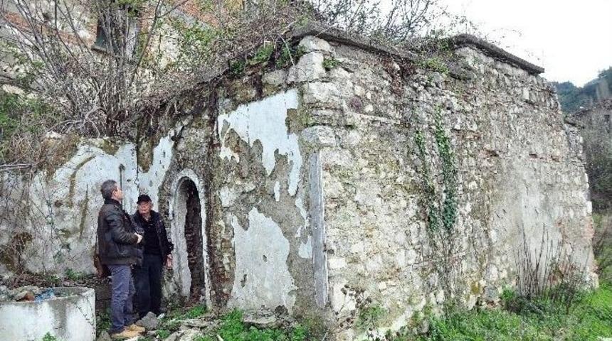 Sel&ccedil;uklu Hamamının &Ccedil;atısında İncir Ağacı &Ccedil;ıktı