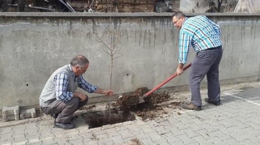 Şehitler Ortaokulu Bah&ccedil;esine Fidan Dikildi