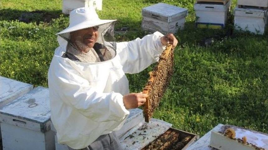 Aydın&rsquo;da Arılar Sezona 45 G&uuml;n Erken Başladı