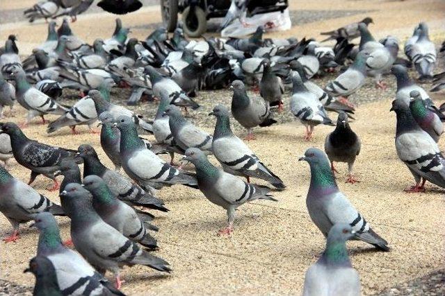 Parkta Güvercin Besleyerek Stres Atıyorlar