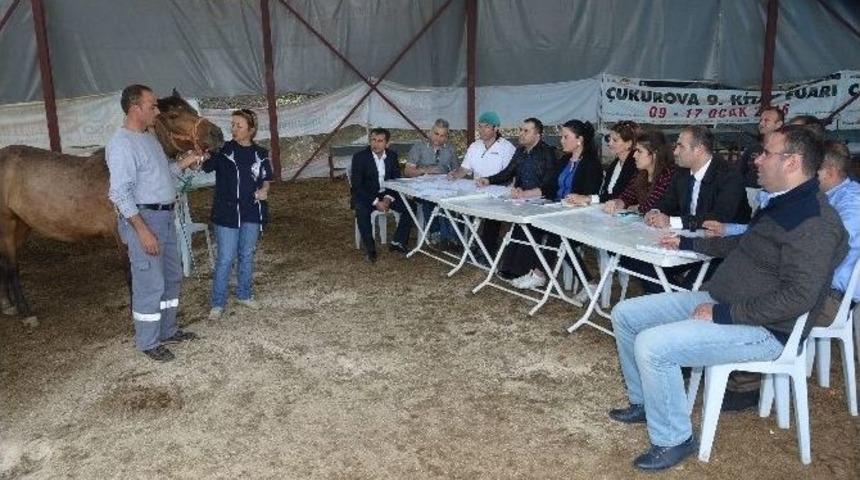 Yılkı Atları İle Engelli &Ccedil;ocuklara Terapi İ&ccedil;in Personel Eğitiliyor