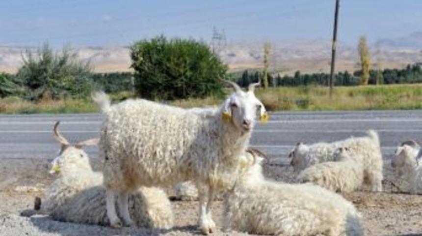 Ankara Kuzusu Ve Oğlağı Eti Marka Oluyor