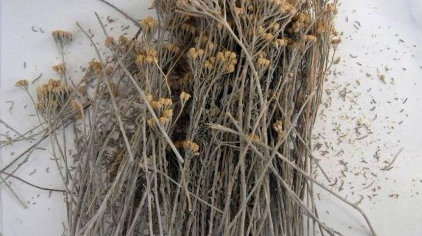 (&ouml;zel Haber) &Uuml;n&uuml; &Uuml;lkeyi Aşan Profes&ouml;rden Kanser Tedavisinde Umutlandıran Buluş