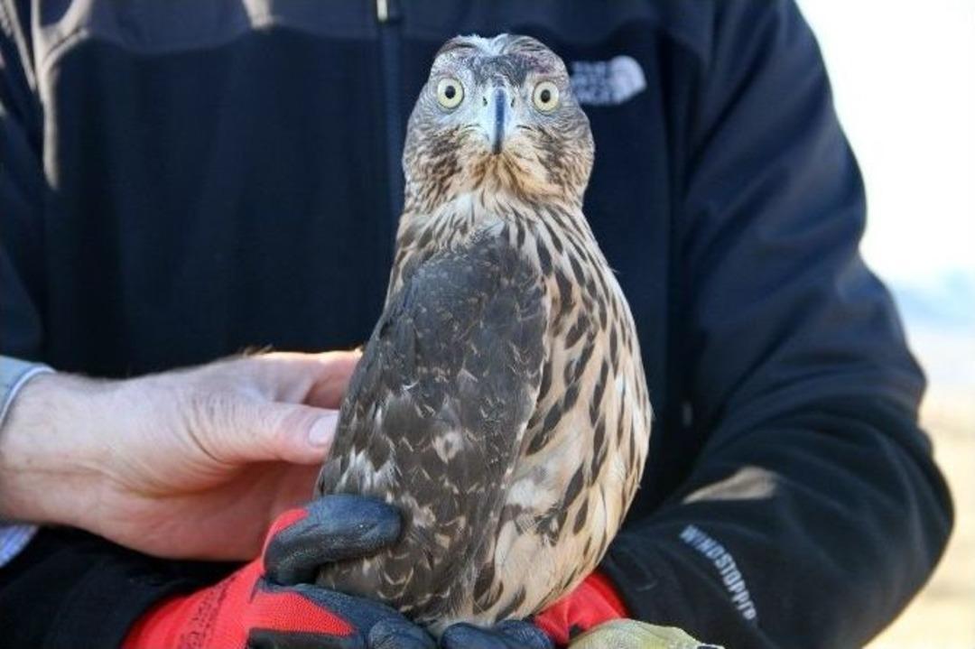 Yaralı &Ccedil;akır Tedavi Edilerek Doğaya Salındı