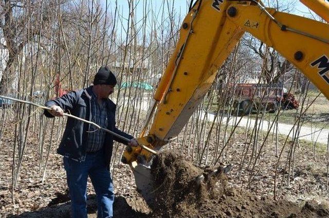 Ceviz Fidanlarından Adilcevaz Ekonomisine Katkı