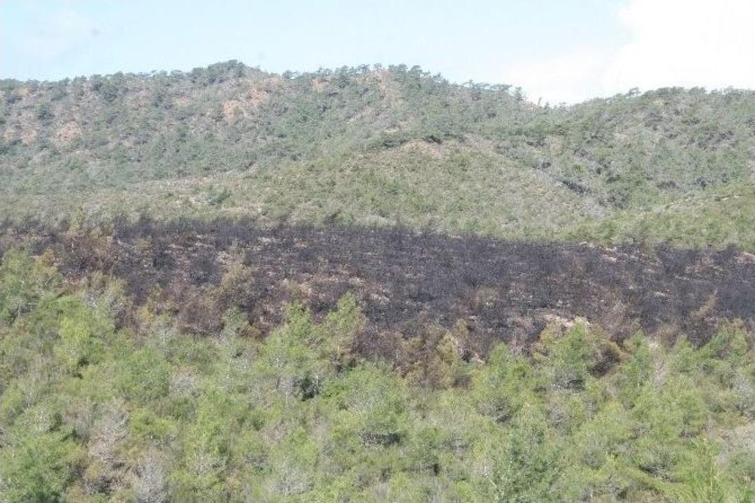 Arıcının Hatası Ormanı K&uuml;l Etti