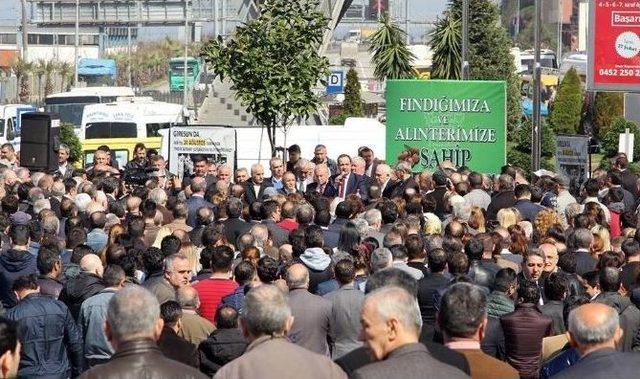 Giresun’dan Fındık Haykırışı