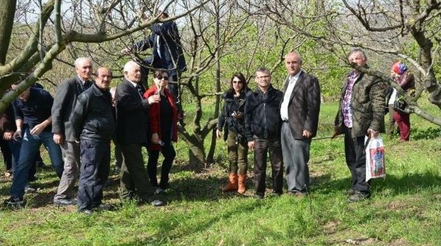 &Uuml;reticilere Uygulamalı Budama Ve Aşılama Eğitimi Verildi