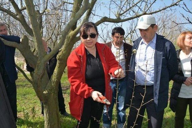 Üreticilere Uygulamalı Budama Ve Aşılama Eğitimi Verildi