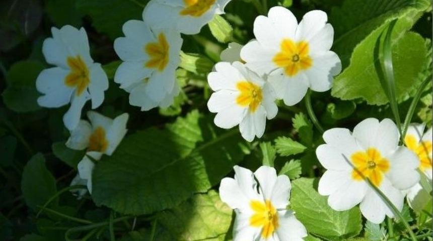 Fındık Bah&ccedil;eleri Rengarenk