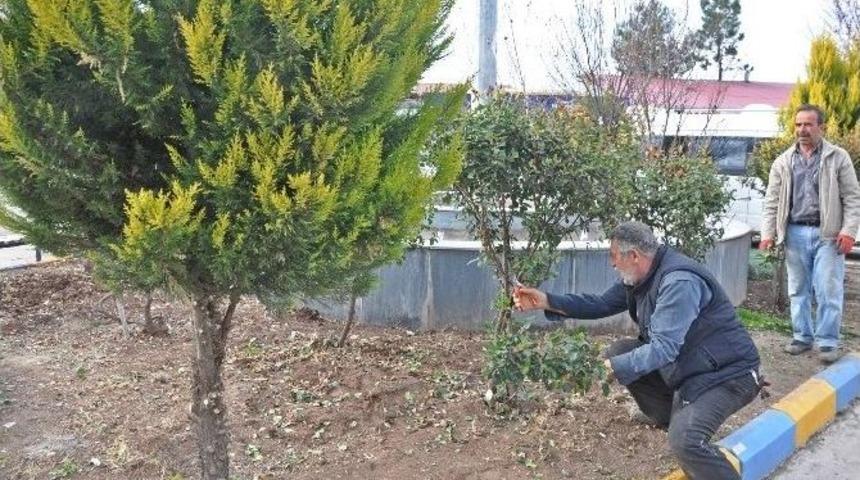G&ouml;lbaşı İl&ccedil;esinde Ağa&ccedil;ların Budama Sezonu Başladı
