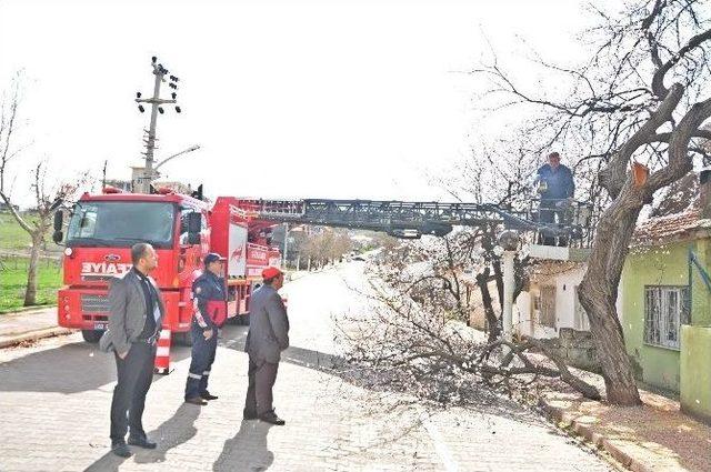 G&ouml;lbaşı İl&ccedil;esinde Ağa&ccedil;ların Budama Sezonu Başladı 1