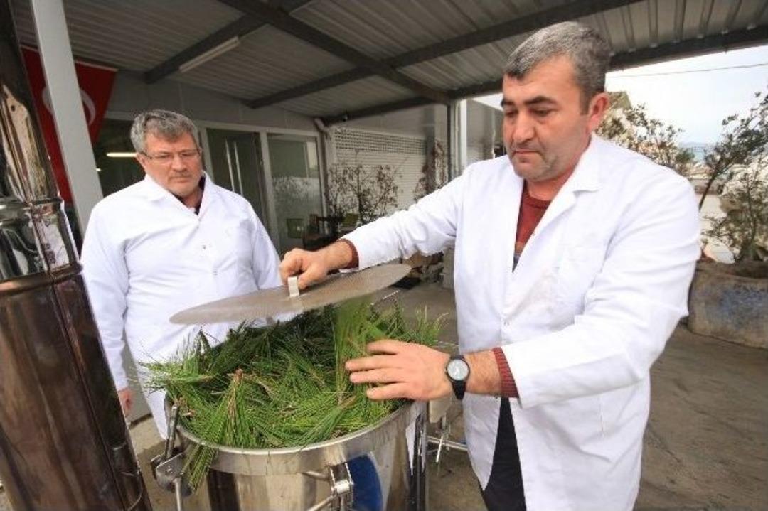 &Ccedil;am Yaprakları, Orman K&ouml;yl&uuml;s&uuml;ne Para Kazandıracak