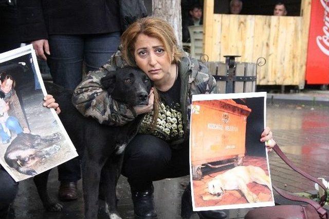 Kozcağız’daki Köpek Katliamına Hayvanseverlerden Tepki