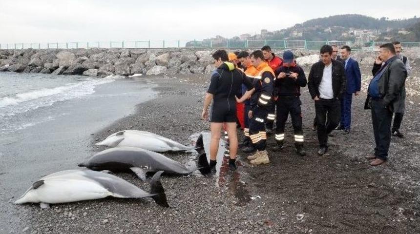 Zonguldak&rsquo;ta Yunus Balıkları Karaya Vurdu