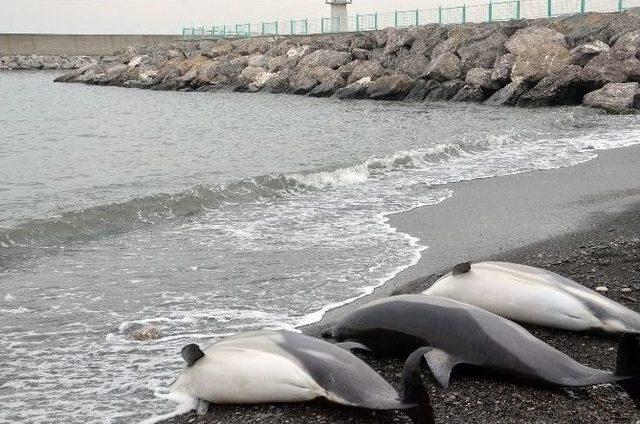 Zonguldak’ta Yunus Balıkları Karaya Vurdu