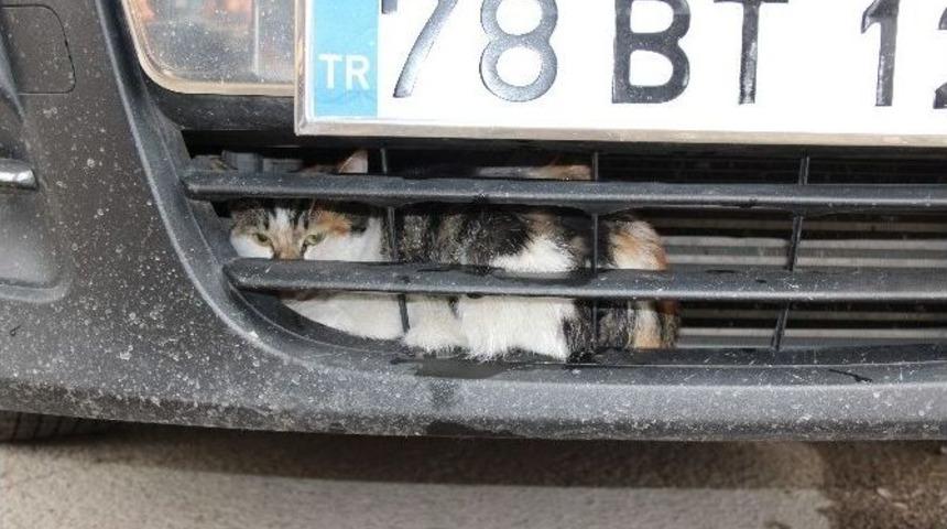 Karab&uuml;k&rsquo;te Kedi Kurtarma Operasyonu