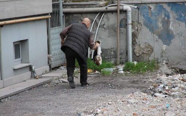 Karabük’te Kedi Kurtarma Operasyonu