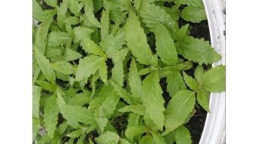 350 K&ouml;k Hint Keneviri Ele Ge&ccedil;irildi