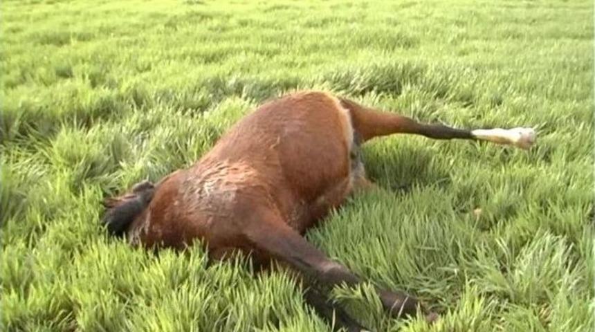 Buğday Ekili Tarlaya Giren At Vurularak Telef Edildi