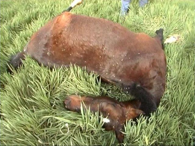 Buğday Ekili Tarlaya Giren At Vurularak Telef Edildi 1